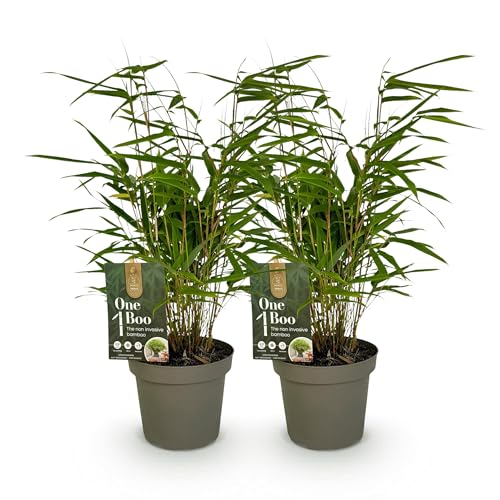 GreenboutiQ - Bambus - Fargesia rufa - Grün - 2 Pflanzen - Immergrün - Wuchernd- Topf 14cm Höhe 35cm von Green boutiQ