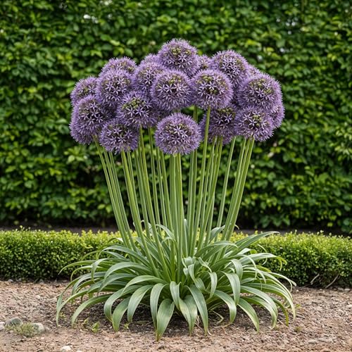 GreenboutiQ - Blumenzwiebeln - Allium Gladiator - Farbe Lila - 5 Stück - Zwiebelgröße 16/18 - XXL Pack GreenboutiQ - Blumenzwiebeln - Allium Gladiator - Farbe Lila - 5 Stück - Zwiebelgröße 16/18 - XXL Pack von Green boutiQ