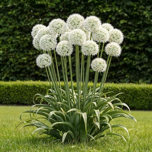 GreenboutiQ - Blumenzwiebeln - Allium Mount Everest - Farbe Weiß - 3 Stück - Zwiebelgröße 16/18 - XXL Pack GreenboutiQ - Blumenzwiebeln - Allium Mount Everest - Farbe Weiß - 3 Stück - Zwiebelgröße 16/18 - XXL Pack von Green boutiQ