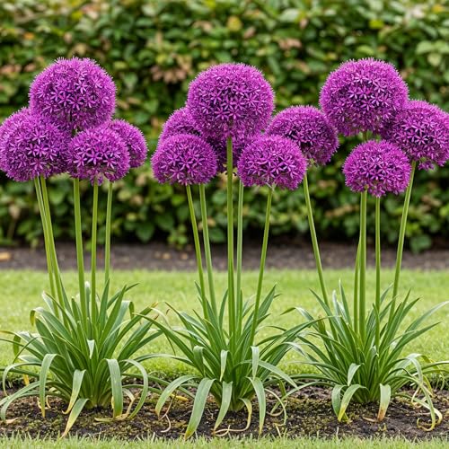 GreenboutiQ - Blumenzwiebeln - Allium Purple Sensation - Farbe Lila - 15 Stück - Zwiebelgröße 10/12 - XXL Pack GreenboutiQ - Blumenzwiebeln - Allium Purple Sensation - Farbe Lila - 15 Stück - Zwiebelgröße 10/12 - XXL Pack von Green boutiQ
