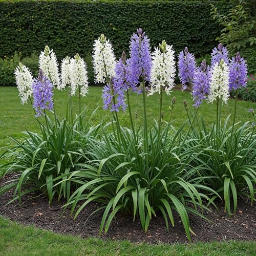 GreenboutiQ - Blumenzwiebeln - Camassia Leichtlinii Mix - Farbe Lila und Weiß - 5 Stück - Zwiebelgröße 12/14 - XXL Pack GreenboutiQ - Blumenzwiebeln - Camassia Leichtlinii Mix - Farbe Lila und Weiß - 5 Stück - Zwiebelgröße 12/14 - XXL Pack von Green boutiQ