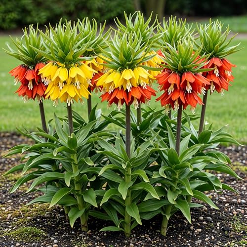 GreenboutiQ - Blumenzwiebeln - Fritillaria Imperialis Mix -Bulbs Hardy Perennial - Farbe Gelb und Orange - 3 Stück - Zwiebelgröße 18/20 - XXL Pack GreenboutiQ - Blumenzwiebeln - Fritillaria Imperialis Mix -Bulbs Hardy Perennial - Farbe Gelb und Orange - 3 Stück - Zwiebelgröße 18/20 - XXL Pack von Green boutiQ
