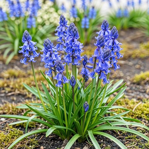 GreenboutiQ - Blumenzwiebeln - Hyacinthoides non Scripta - Farbe Blau - 20 Stück - Zwiebelgröße 7/8 - XXL Pack GreenboutiQ - Blumenzwiebeln - Hyacinthoides non Scripta - Farbe Blau - 20 Stück - Zwiebelgröße 7/8 - XXL Pack von Green boutiQ