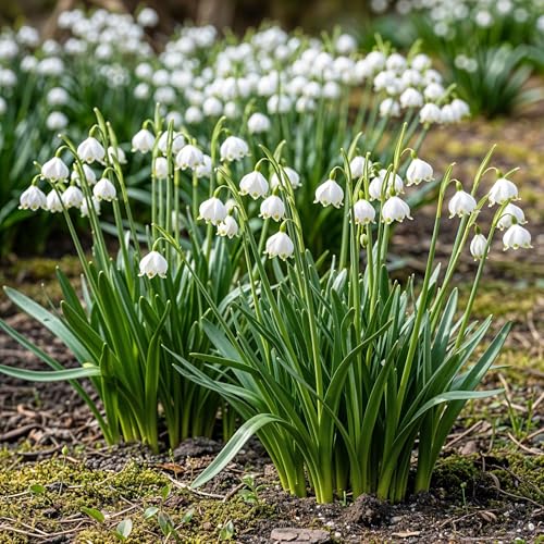 GreenboutiQ - Blumenzwiebeln - Leucojum Aestivum - Farbe Weiß - 20 Stück - Zwiebelgröße 8/9 - XXL Pack GreenboutiQ - Blumenzwiebeln - Leucojum Aestivum - Farbe Weiß - 20 Stück - Zwiebelgröße 8/9 - XXL Pack von Green boutiQ