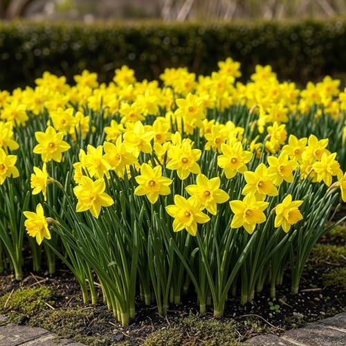 GreenboutiQ - Blumenzwiebeln - Narzisse Tete-A-Tete - Farbe Gelb - 25 Stück - Zwiebelgröße 10/11 - XXL Pack GreenboutiQ - Blumenzwiebeln - Narzisse Tete-A-Tete - Farbe Gelb - 25 Stück - Zwiebelgröße 10/11 - XXL Pack von Green boutiQ