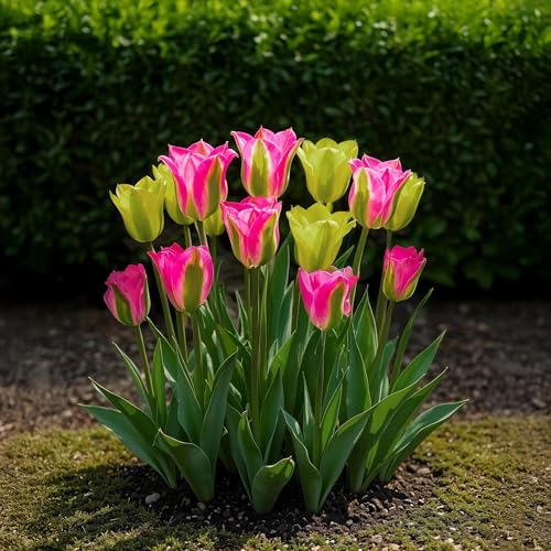 GreenboutiQ - Blumenzwiebeln - Tulp Strawberry Lemonade - 12 Stück - Zwiebelgröße 11/12 - XXL Pack GreenboutiQ - Blumenzwiebeln - Tulp Strawberry Lemonade - 12 Stück - Zwiebelgröße 11/12 - XXL Pack von Green boutiQ