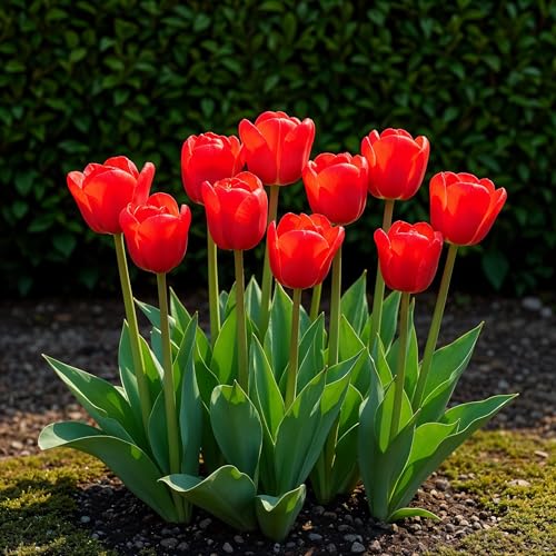 GreenboutiQ - Blumenzwiebeln - Tulp Triumph Red - Farbe Rot - 15 Stück - Zwiebelgröße 11/12 - XXL Pack GreenboutiQ - Blumenzwiebeln - Tulp Triumph Red - Farbe Rot - 15 Stück - Zwiebelgröße 11/12 - XXL Pack von Green boutiQ