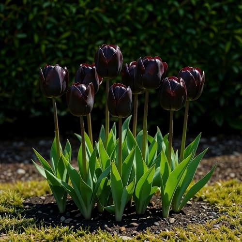 GreenboutiQ - Blumenzwiebeln - Tulpe Triumph Black - Farbe Dunkel Lila - 12 Stück - Zwiebelgröße 11/12 - XXL Pack GreenboutiQ - Blumenzwiebeln - Tulpe Triumph Black - Farbe Dunkel Lila - 12 Stück - Zwiebelgröße 11/12 - XXL Pack von Green boutiQ
