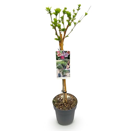 GreenboutiQ - Gartenpflanze - Hibiscus syriacus Tricolour - Stamm-Pflanze - Terrassenpflanze - Laubabwerfend - Wenig Pflege - Topf 19cm Höhe 90cm von Green boutiQ