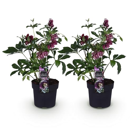 GreenboutiQ - Gartenpflanze - Lenzrose - Helleborus orientalis Double Ellen Red - Rote Blüte - 2 Pflanzen - Immergrün - Topf 14cm Höhe 35cm GreenboutiQ - Gartenpflanze - Lenzrose - Helleborus orientalis Double Ellen Red - Rote Blüte - 2 Pflanzen - Immergrün - Topf 14cm Höhe 35cm von Green boutiQ