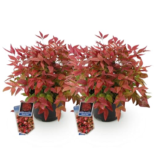 GreenboutiQ - Gartenpflanze - Nandina Blush Pink - Dunkelrosa - 2 Pflanzen - Immergrün - Pflegeleicht - Topf 17cm Höhe 40cm GreenboutiQ - Gartenpflanze - Nandina Blush Pink - Dunkelrosa - 2 Pflanzen - Immergrün - Pflegeleicht - Topf 17cm Höhe 40cm von Green boutiQ