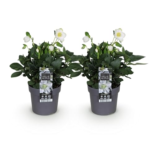GreenboutiQ - Gartenpflanze - Weihnachtsrose - Helleborus Christmas Carol - Weiße Blüte - 2 Pflanzen - Immergrün - Topf 14cm Höhe 30cm GreenboutiQ - Gartenpflanze - Weihnachtsrose - Helleborus Christmas Carol - Weiße Blüte - 2 Pflanzen - Immergrün - Topf 14cm Höhe 30cm von Green boutiQ