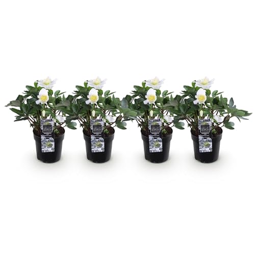 GreenboutiQ - Gartenpflanze - Weihnachtsrose - Helleborus Christmas Carol - Weiße Blüte - 4 Pflanzen - Immergrün - Topf 10,5cm Höhe 25cm GreenboutiQ - Gartenpflanze - Weihnachtsrose - Helleborus Christmas Carol - Weiße Blüte - 4 Pflanzen - Immergrün - Topf 10,5cm Höhe 25cm von Green boutiQ