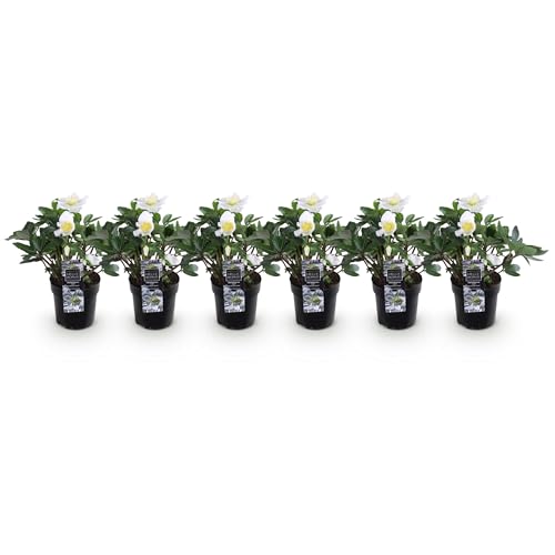 GreenboutiQ - Gartenpflanze - Weihnachtsrose - Helleborus Christmas Carol - Weiße Blüte - 6 Pflanzen - Immergrün - Topf 10,5cm Höhe 25cm GreenboutiQ - Gartenpflanze - Weihnachtsrose - Helleborus Christmas Carol - Weiße Blüte - 6 Pflanzen - Immergrün - Topf 10,5cm Höhe 25cm von Green boutiQ