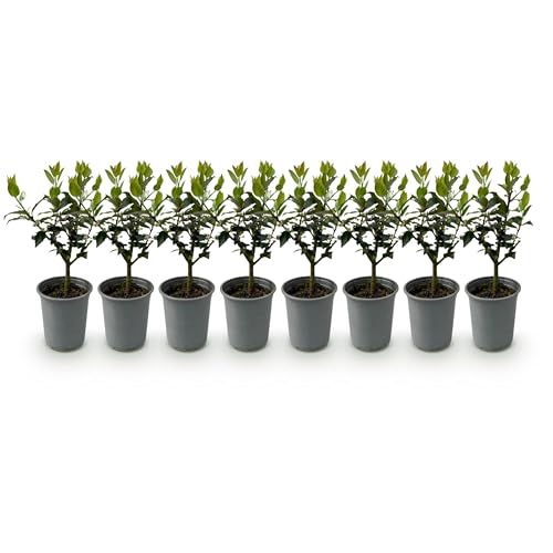 GreenboutiQ - Heckenpflanzen - Ilex Blue maid - Blatt grün - 8 Pflanzen - 1 laufender Meter - immergrün - Topf 9cm Höhe 25-30cm von Green boutiQ