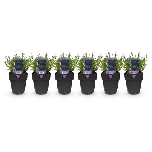 GreenboutiQ - Heckenpflanzen - Lavandula angustifolia Hidcote - graues Blatt - 6 Pflanzen - 1 laufender Meter - immergrün - Topf 17cm Höhe 30cm GreenboutiQ - Heckenpflanzen - Lavandula angustifolia Hidcote - graues Blatt - 6 Pflanzen - 1 laufender Meter - immergrün - Topf 17cm Höhe 30cm von Green boutiQ