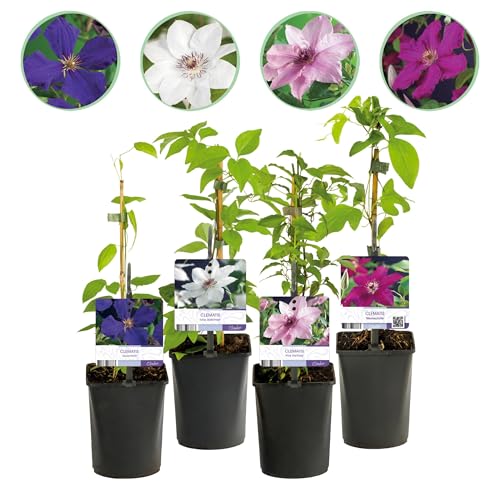GreenboutiQ - Kletterpflanze - Clematis Rainbow - Blüte Rosa Weiß Lila Rot - Wenig Pflege - 4 Pflanzen - Topf 11cm Höhe 40cm von Green boutiQ