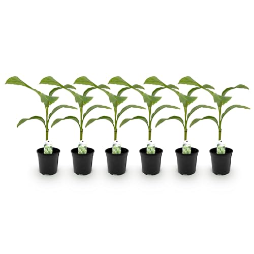 GreenboutiQ - Obstpflanze - Bananenpflanze - Musa Basjoo - Winterhart - 6 Pflanzen - Topf 17cm Höhe 40cm von Green boutiQ