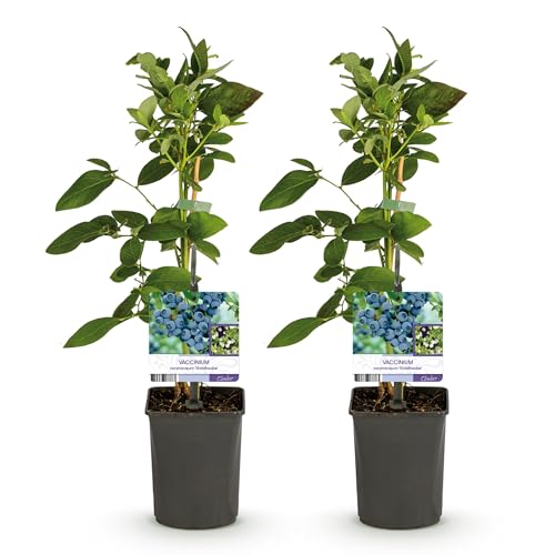 GreenboutiQ - Obstpflanze - Heidelbeere - Vaccinium corymbosum Goldtraube - Blaubeere - Dornenlos - 2 Pflanzen - Topf 11cm Höhe 40cm von Green boutiQ