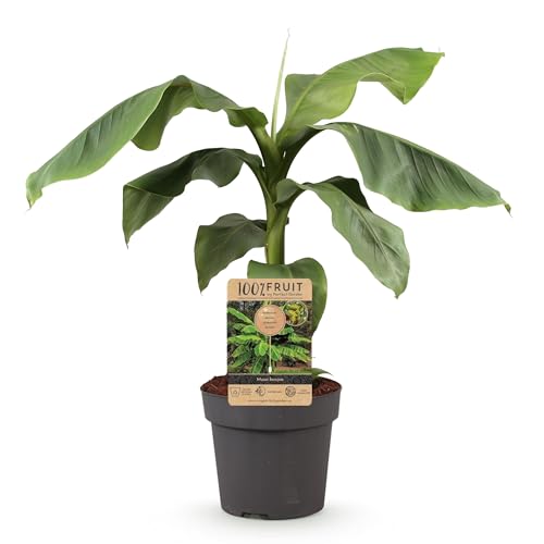 GreenboutiQ - Obstpflanze - Japanische Bananenpflanze Winterhart - Musa Basjoo - Winterhart - Topf 21cm Höhe 70-90cm von Green boutiQ