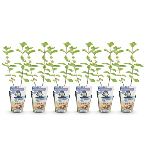 GreenboutiQ - Obstpflanzen - Honigbeere - Lonicera caerulea Kamtschatica - Winterhart - 6 Pflanzen - Topf 9 cm - Blaue Beere von Green boutiQ