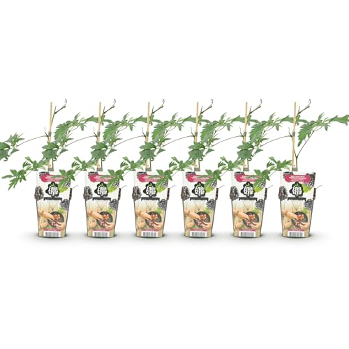 GreenboutiQ - Obstpflanzen - Immergrüne Brombeere - Rubus Thornless Evergreen - Winterhart - 6 Pflanzen - Topf 9 cm - Schwarze Brombeere von Green boutiQ