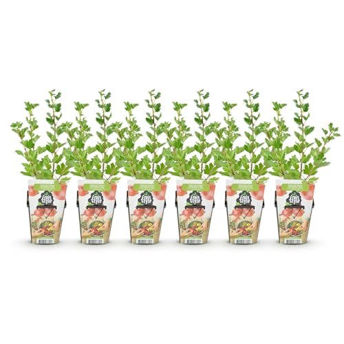GreenboutiQ - Obstpflanzen - Jostabeere - Ribes uva-crispa Hinnonmaki Rod - Winterhart - 6 Pflanzen - Topf 9 cm - Rote Johannisbeere von Green boutiQ