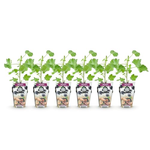 GreenboutiQ - Obstpflanzen - Jostabes - Ribes Jostabes - Winterhart - 6 Pflanzen - Topf 9 cm - Schwarze Johannisbeere von Green boutiQ