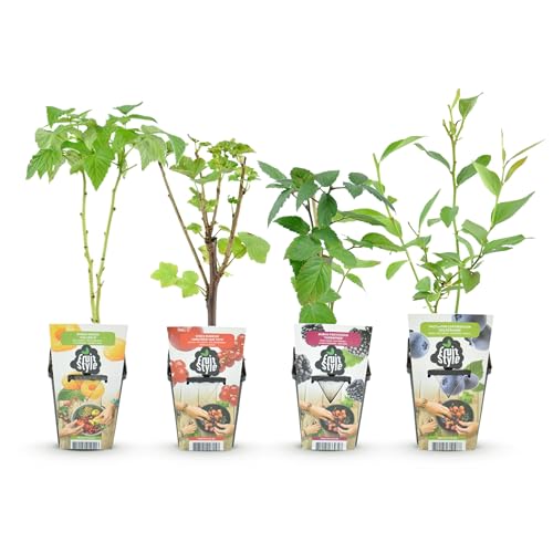 GreenboutiQ - Obstpflanzen - Regenbogen - Rote Johannisbeere - Gelbe Himbeere - Schwarze Brombeere - Blaubeere - Winterhart - 4 Pflanzen - Topf 9cm von Green boutiQ