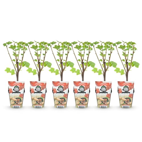 GreenboutiQ - Obstpflanzen - Rote Johannisbeere - Ribes rubrum Jonkheer van Tets - Winterhart - 6 Pflanzen - Topf 9 cm - Rote Johannisbeere von Green boutiQ