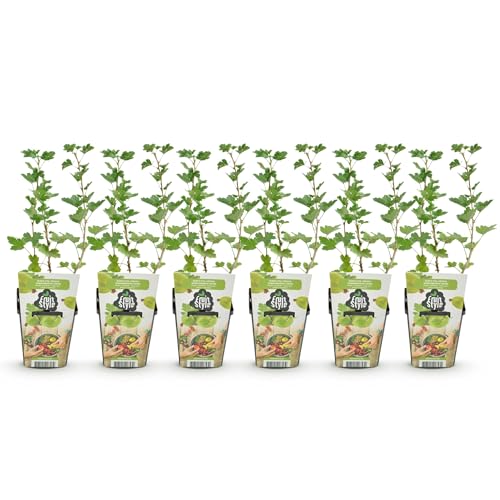 GreenboutiQ - Obstpflanzen - Stachelbeere - Ribes uva-crispa Hinnonmaki Grun - Winterhart - 6 Pflanzen - Topf 9 cm - Grüne Beere GreenboutiQ - Obstpflanzen - Stachelbeere - Ribes uva-crispa Hinnonmaki Grun - Winterhart - 6 Pflanzen - Topf 9 cm - Grüne Beere von Green boutiQ