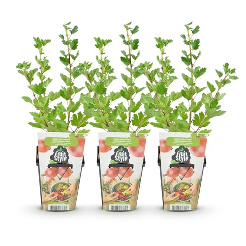 GreenboutiQ - Obstpflanzen - Stachelbeere - Ribes uva-crispa Hinnonmaki Rod - Winterhart - 3 Pflanzen - Topf 9 cm - Rote Beere von Green boutiQ