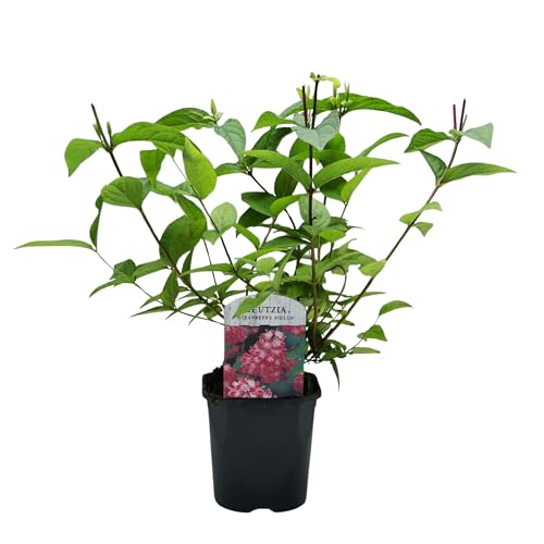 GreenboutiQ - Sträucher - Deutzia hybrida Strawbery Fields - Blüte Rosa - 1 Pflanze - Laubabwerfend - Wenig Pflege - Topf 17cm Höhe 45cm GreenboutiQ - Sträucher - Deutzia hybrida Strawbery Fields - Blüte Rosa - 1 Pflanze - Laubabwerfend - Wenig Pflege - Topf 17cm Höhe 45cm von Green boutiQ