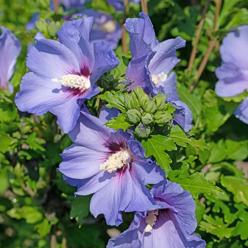 GreenboutiQ - Sträucher - Hibiscus syriacus Oiseau Blue - Blüte Blau - 1 Pflanze - Laubabwerfend - Wenig Pflege - Topf 17cm Höhe 45cm GreenboutiQ - Sträucher - Hibiscus syriacus Oiseau Blue - Blüte Blau - 1 Pflanze - Laubabwerfend - Wenig Pflege - Topf 17cm Höhe 45cm von Green boutiQ