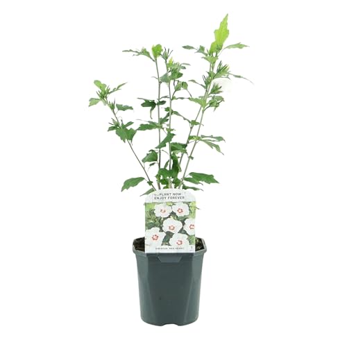 GreenboutiQ - Sträucher - Hibiscus syriacus Red Heart - Blüte Weiß Mit Rotem Herzen - 1 Pflanze - Laubabwerfend - Wenig Pflege - Topf 17cm Höhe 45cm GreenboutiQ - Sträucher - Hibiscus syriacus Red Heart - Blüte Weiß Mit Rotem Herzen - 1 Pflanze - Laubabwerfend - Wenig Pflege - Topf 17cm Höhe 45cm von Green boutiQ