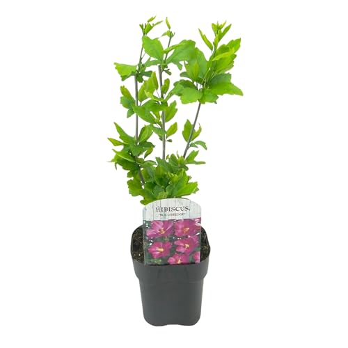 GreenboutiQ - Sträucher - Hibiscus syriacus Woodbridge - Blüte Rosa - 1 Pflanze - Laubabwerfend - Pflegeleicht - Topf 17cm Höhe 45cm von Green boutiQ