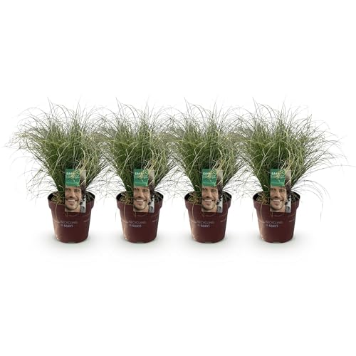 GreenboutiQ - Ziergräser - Carex comans Frosted Curls - Grün - 4 Pflanzen - Immergrün - Wenig Pflege - Topf 17cm Höhe 50cm von Green boutiQ