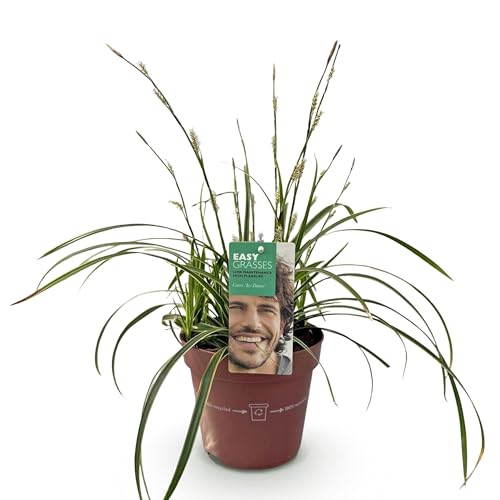 GreenboutiQ - Ziergräser - Carex morrowii Ice Dance - Weiß & Grün - 1 Pflanze - Immergrün - Winterhart - Topf 17cm Höhe 50cm von Green boutiQ
