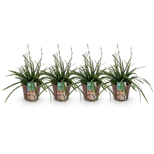 GreenboutiQ - Ziergräser - Carex morrowii Irish Green - Grün & Gelb - 4 Pflanzen - Immergrün - Pflegeleicht - Topf 17cm Höhe 50cm GreenboutiQ - Ziergräser - Carex morrowii Irish Green - Grün & Gelb - 4 Pflanzen - Immergrün - Pflegeleicht - Topf 17cm Höhe 50cm von Green boutiQ