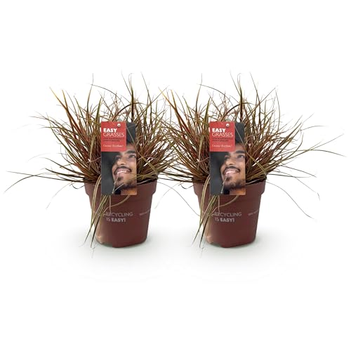 GreenboutiQ - Ziergräser - Uncinia rubra Everflame - Rot - 2 Pflanzen - Immergrün - Wenig Pflege - Topf 17cm Höhe 50cm von Green boutiQ