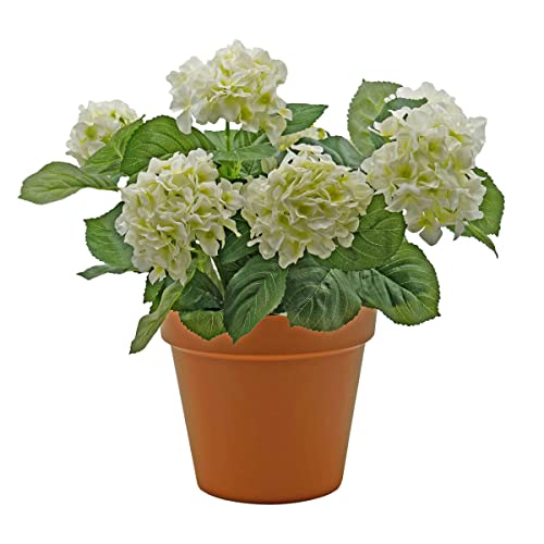 GreenBrokers Hortensie in Terrakotta-Farbtopf (Breite 23cm, Höhe 46cm) weiß von GreenBrokers