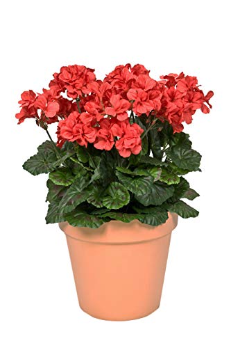 GreenBrokers Künstliche Geranien, 45 cm, Terrakotta von GreenBrokers