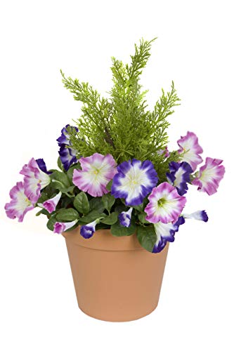 GreenBrokers Terrakotta-Kunststoff-Pflanzgefäß für Terrassen, mit rosa und lila Petunien und Zedern-Formschnitt GreenBrokers Terrakotta-Kunststoff-Pflanzgefäß für Terrassen, mit rosa und lila Petunien und Zedern-Formschnitt von GreenBrokers