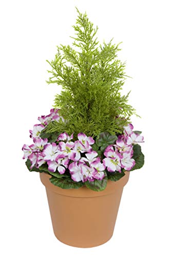 GreenBrokers Terrakotta-Kunststoff für die Terrasse, Pflanzgefäß mit violetten Geranien und Zedern-Formschnitt. GreenBrokers Terrakotta-Kunststoff für die Terrasse, Pflanzgefäß mit violetten Geranien und Zedern-Formschnitt. von GreenBrokers