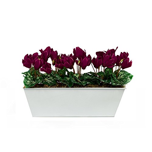 GreenBrokers Zuchtset Limited Künstliche Violett Cyclamen Window Box, weiß Zinn durch Container Übertopf 45 cm GreenBrokers Zuchtset Limited Künstliche Violett Cyclamen Window Box, weiß Zinn durch Container Übertopf 45 cm von GreenBrokers