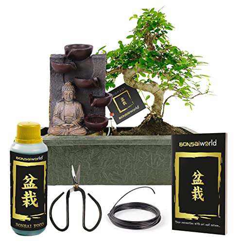 vdvelde.com - Bonsaiworld Buddha Wasserfall - Zimmer Bonsai Baum Starter Kit - 7 Teilig - Echter indoor Bonsai ca. 10 Jahre alt (Pflanzenhöhe: ca. 30 cm), Mit Schare, Draht, Dünger und Bonsaibuch von Bonsaiworld