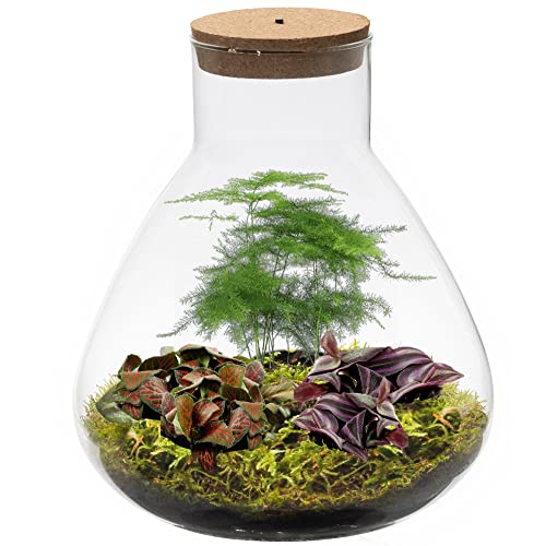 vdvelde.com - Tropical Piramide - Mini Pflanzen - Glas Ø 23 cm ↥ 27 cm - Mit Licht von Ecoworld