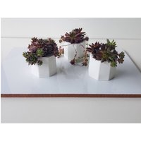 3Er Set Mini Weißzement Pflanzgefäße/Sukkulententopf Kaktustopf Moderner Übertopf Hochzeitsgeschenk von GreenSundayPots