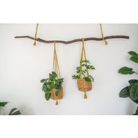 Pflanzenampel, Blumenampel, Wunderschöner Ast Aus Eiche + 2x Makramee Aufhänger #al04 Pflanzenampel, Blumenampel, Wunderschöner Ast Aus Eiche + 2x Makramee Aufhänger #al04 von GreenWoodKunstShop
