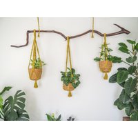 Pflanzenampel, Blumenampel, Wunderschöner Ast Aus Eiche + 3x Makramee Aufhänger #al01 von GreenWoodKunstShop